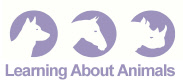 Learning about Animals Learning about Animals | Veterinary Training Company