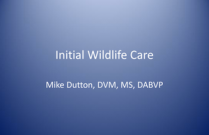 Initial Wildlife Care