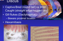 B-1002 Loh Ornamental Fish and their Diseases