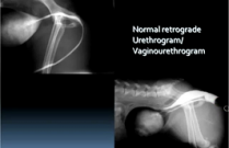 How to interpret abdominal radiographs