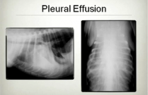 Radiology for small animal emergencies