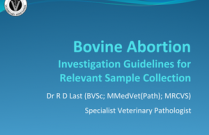 Bovine Abortion