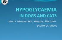 Hypoglycaemia
