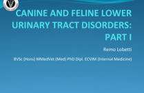 Canine and Feline Lower Urinary Tract Disorders Part 1