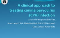 A clinical approach to treating canine parvovirus infection
