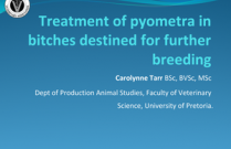 Treatment of pyometra in bitches destined for further breeding