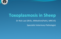 Toxoplasmosis in Sheep