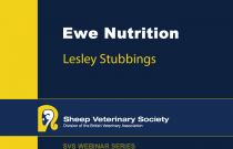 Ewe Nutrition