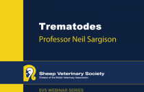 Trematodes