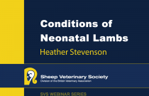 Conditions of Neonatal Lambs