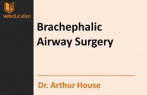 Surgery of the Patient with Brachephalic Airway Syndrome