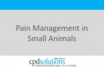 Pain Management in Small Animals