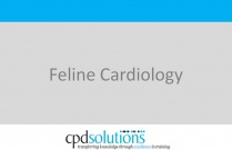 Feline Cardiology