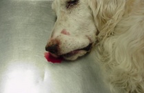Ralph is bleeding – help! Problem based approach to the bleeding patient