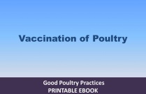 Vaccination of Poultry