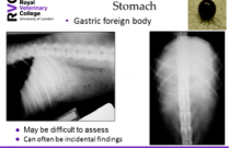 Imaging the Abdomen Webinar 1: Liver, spleen and gastrointestinal tract