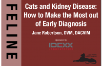 Cats and Kidney Disease: How to Make the Most Out of Early Diagnosis