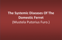 The Systemic Diseases Of The Domestic Ferret (Mustela Putorius Furo.)
