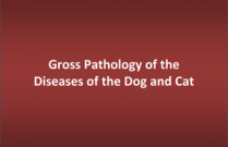 Gross Pathology of the Diseases of the Dog and Cat