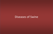 Diseases of Swine