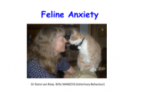Feline Anxiety