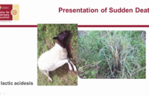 Sudden Death – Investigating the Causes in Cattle