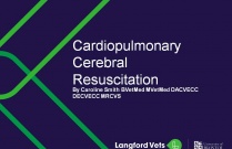 Cardiopulmonary Cerebral Resuscitation